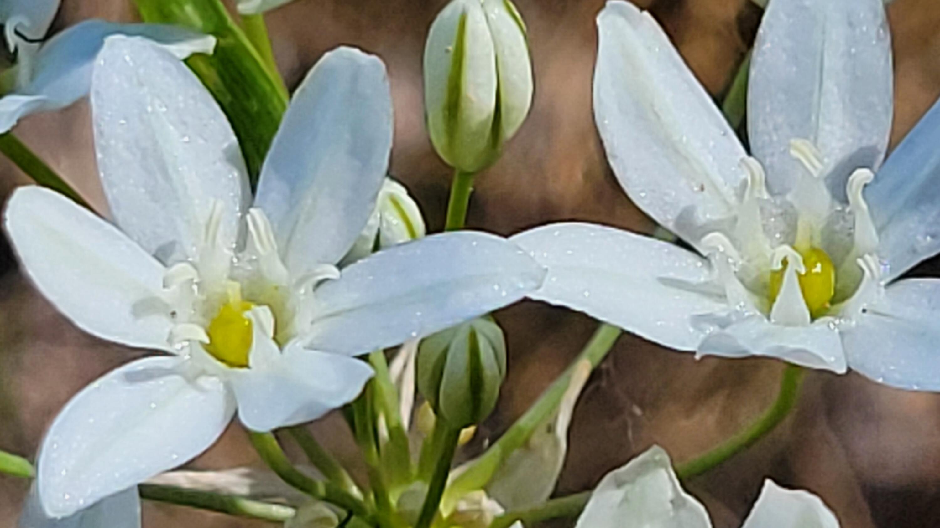 Lot 63 McCoy Road Cottonwood, CA 96022 - Photo 8 of 33 20260403_133449