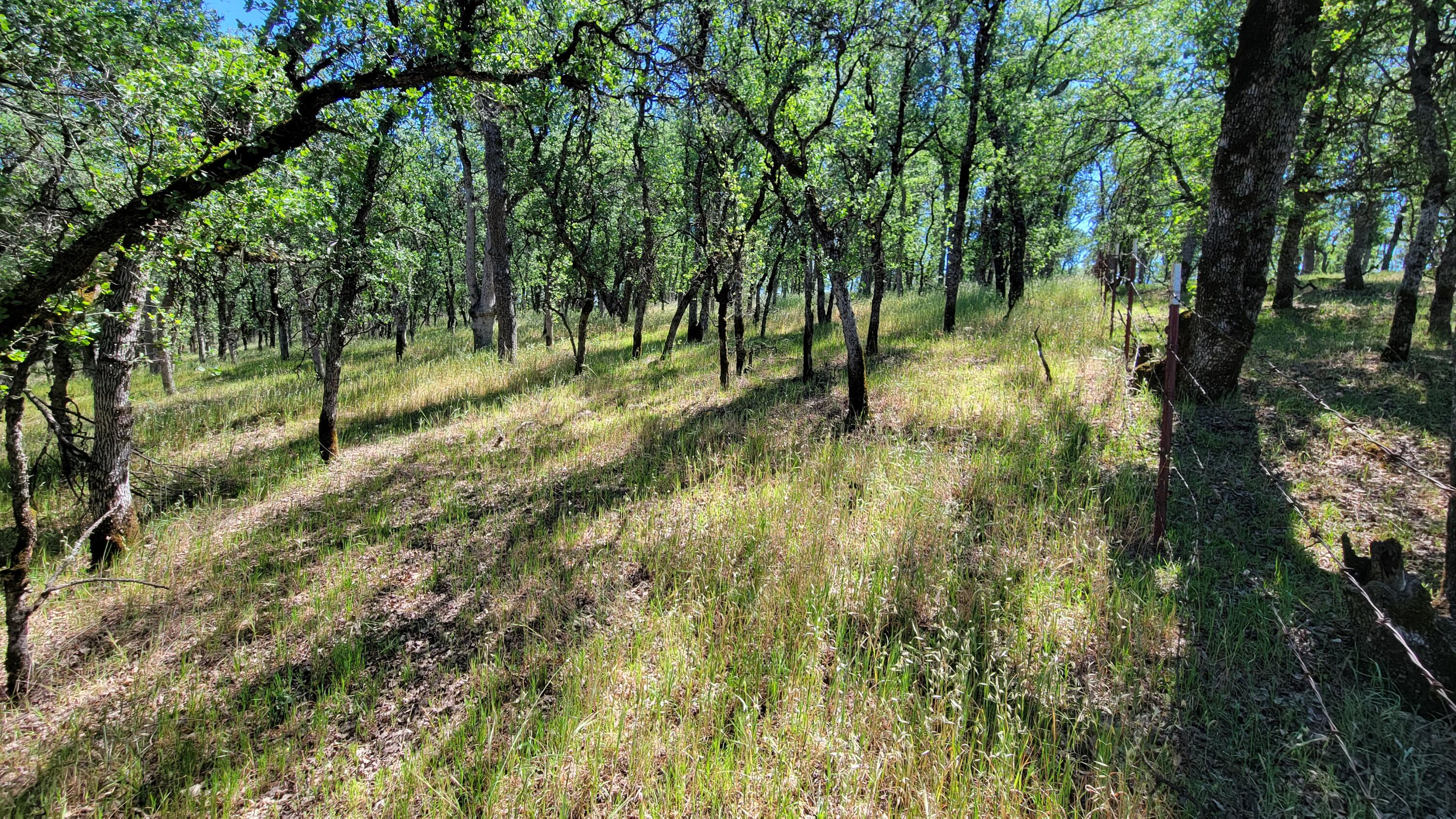 Lot 63 McCoy Road Cottonwood, CA 96022 - Photo 9 of 33 20260403_133621