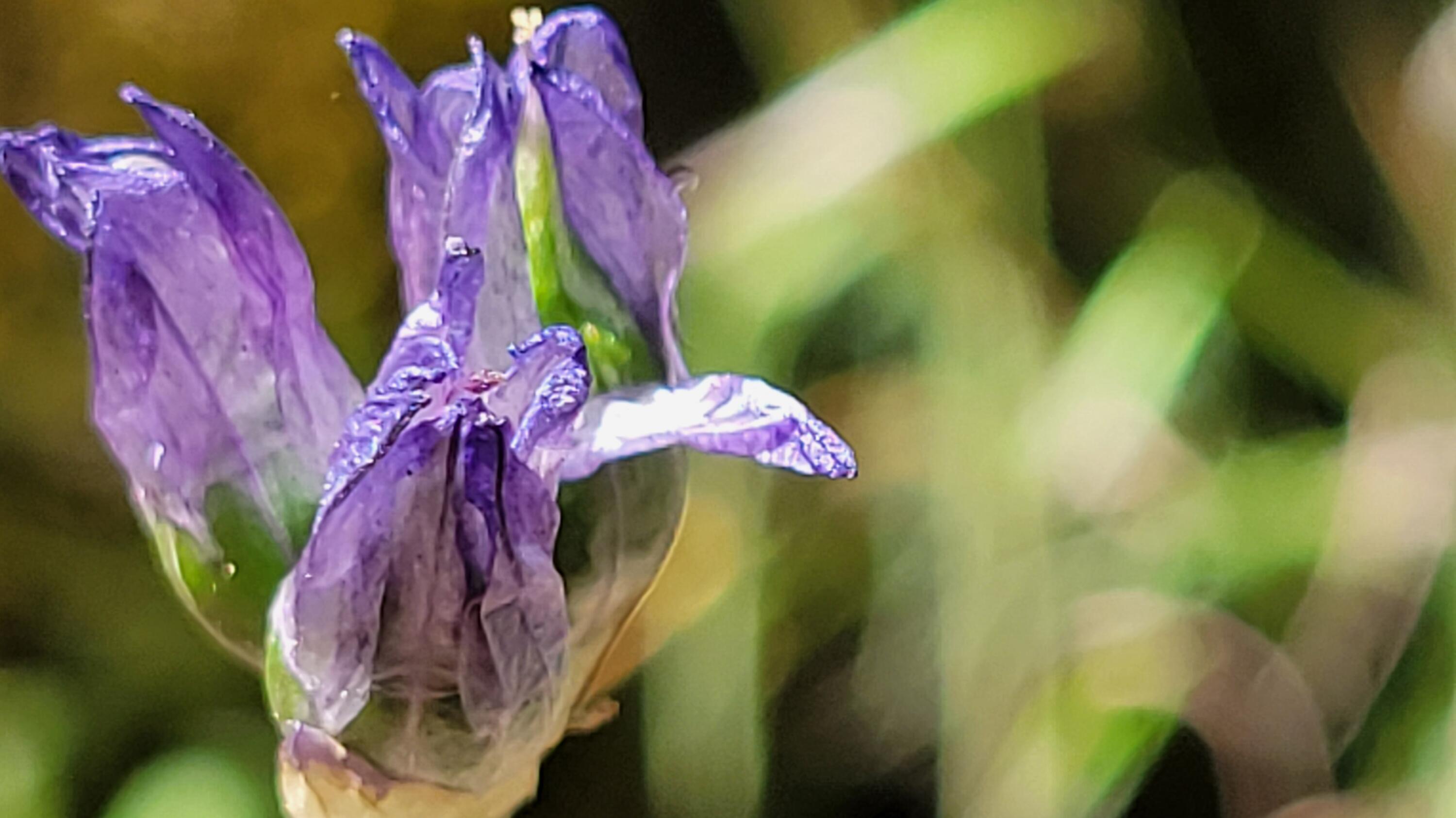 Lot 63 McCoy Road Cottonwood, CA 96022 - Photo 10 of 33 20260403_133727