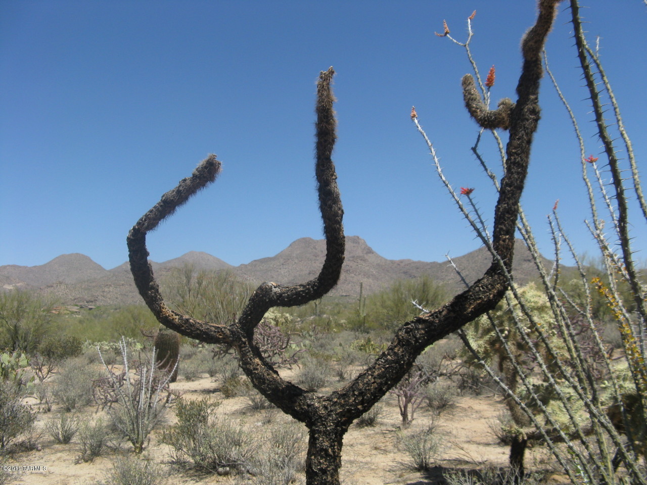 6481 West Ina Road, Unit 4 Tucson, AZ 85743 - Photo 12 of 14
