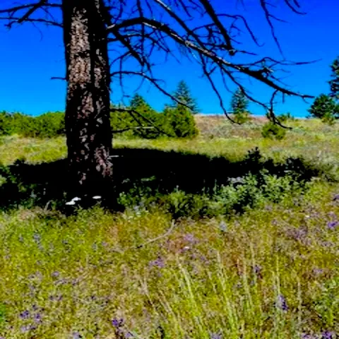 $89,000 | Lot A Lot A Kronos Short Plat/pine Hen Lane, Davenport, WA 99122