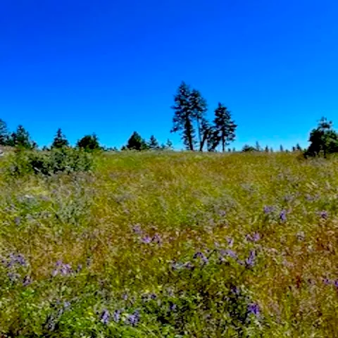 $89,000 | Lot A Lot A Kronos Short Plat/pine Hen Lane, Davenport, WA 99122