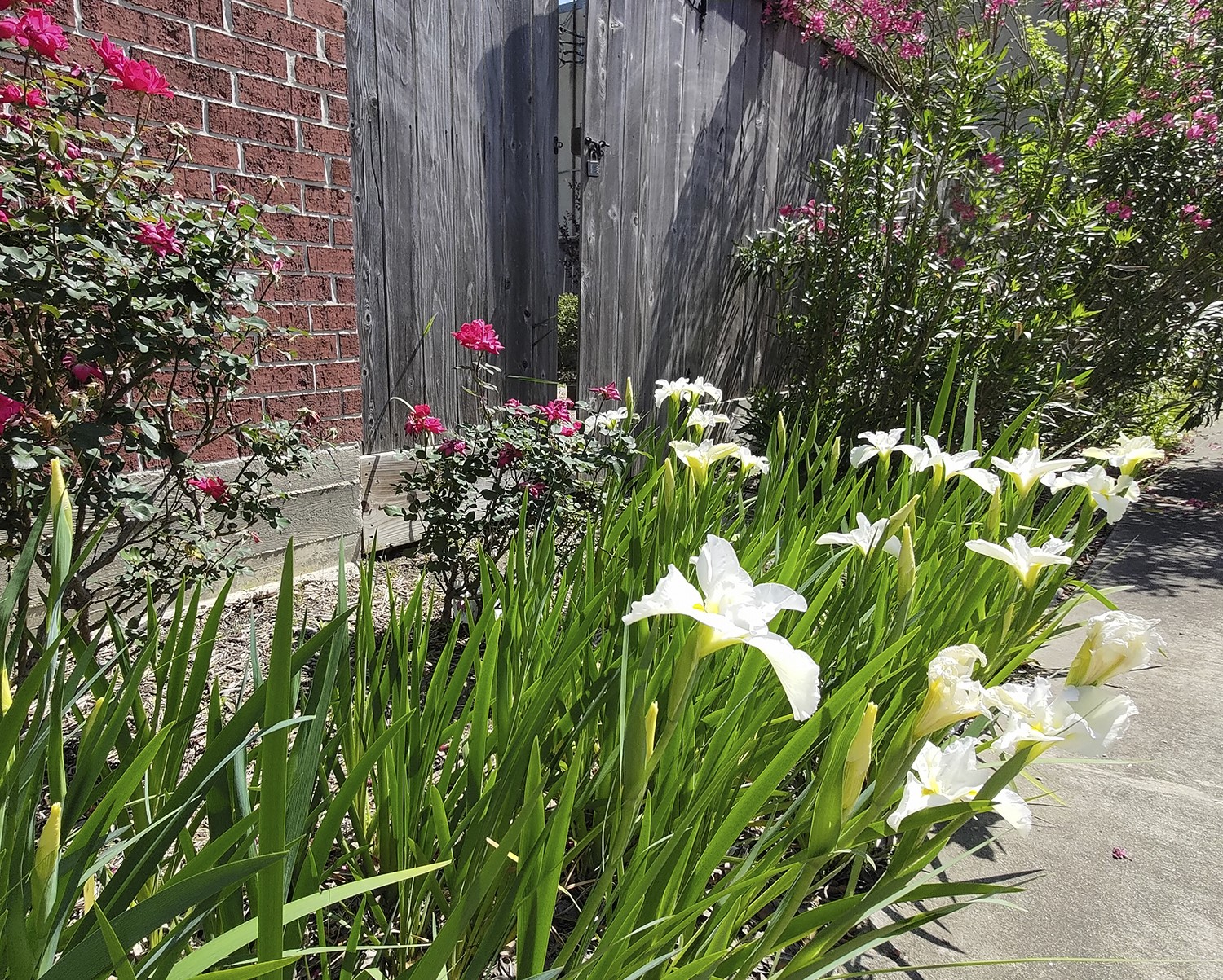5951 S Loop East, Unit 47 Houston, TX 77033 - Photo 34 of 37 This photo showcases a charming garden area with vibrant red and white flowers along a brick wall and wooden fence, offering a peaceful and colorful outdoor space.