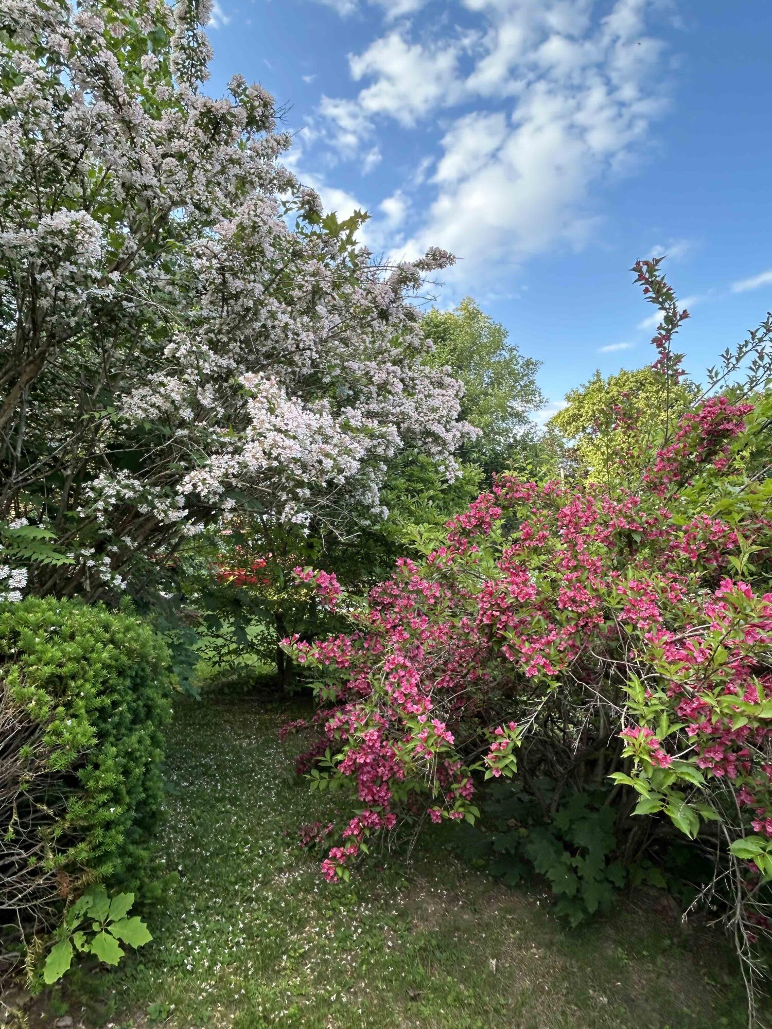3 Franklin Street Waterville, ME 04901 - Photo 43 of 57 042_Bushes