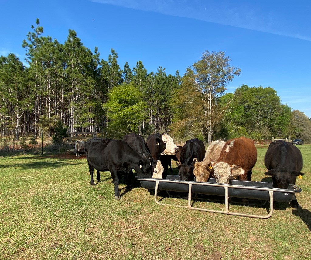 0 Co Road Abbeville, AL 36310 - Photo 12 of 53
