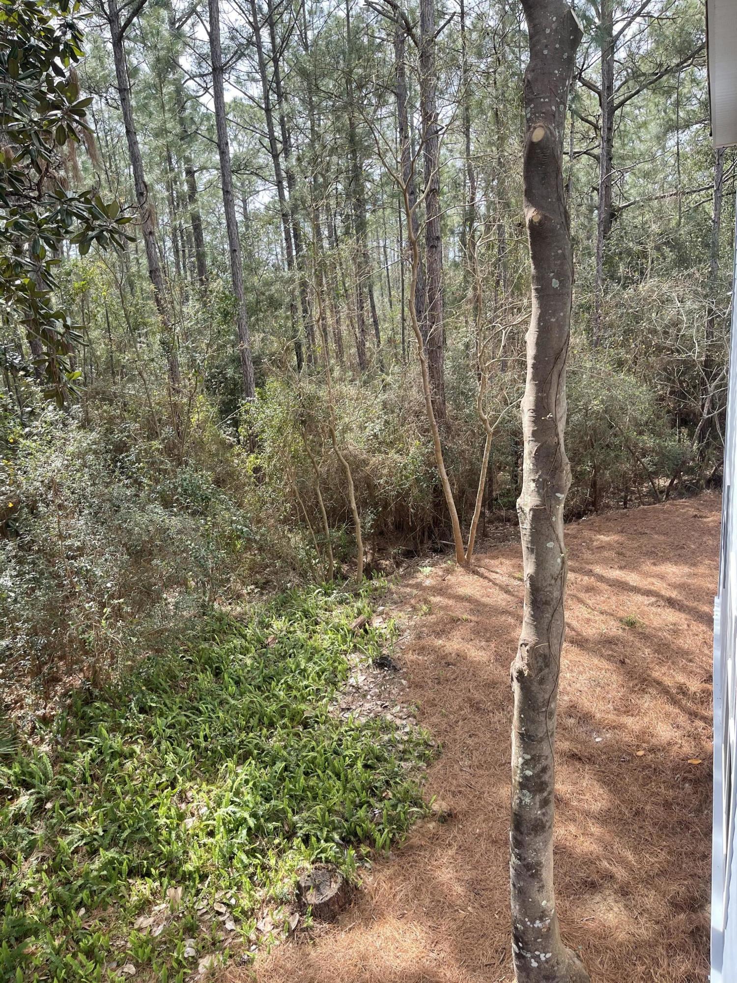 47 15th Street Santa Rosa Beach, FL 32459 - Photo 19 of 20 a view of a forest with trees