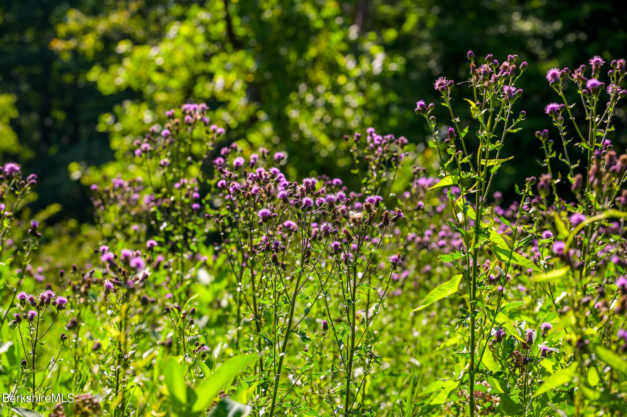4 Austerlitz Road West Stockbridge, MA 01266 - Photo 35 of 42 a view of flowers in bunch