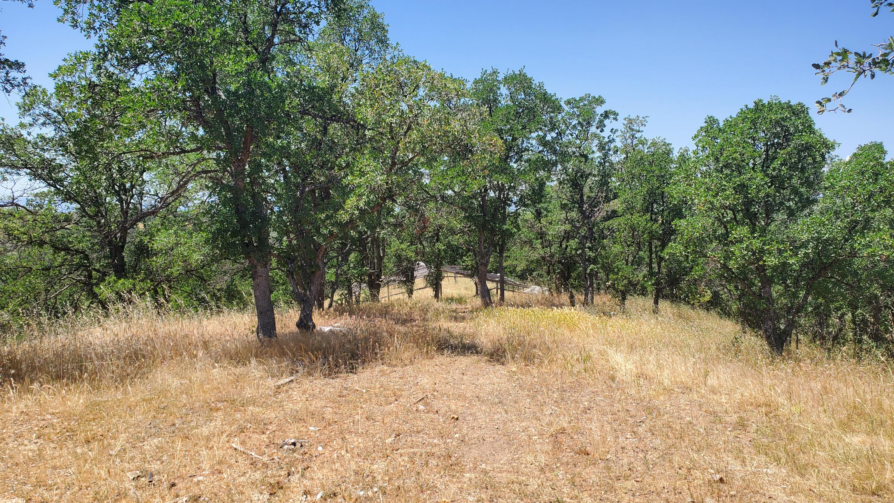 Garrison Road Cottonwood, CA 96022 - Photo 11 of 23 a view of a yard with a tree