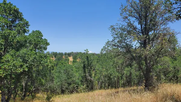 a view of a lush green forest