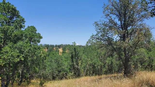 a view of a lush green forest
