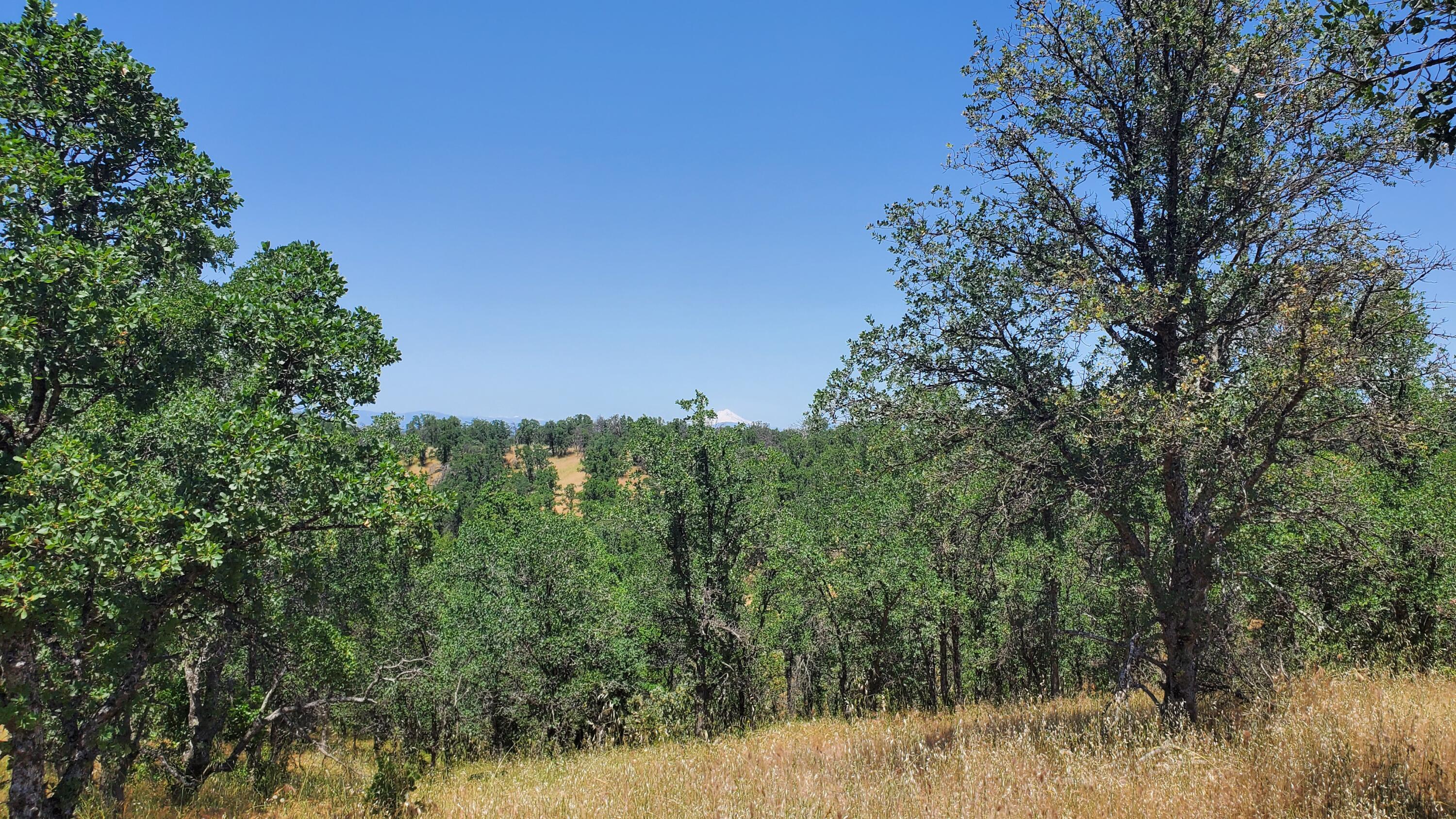 Garrison Road Cottonwood, CA 96022 - Photo 13 of 23 a view of a lush green forest
