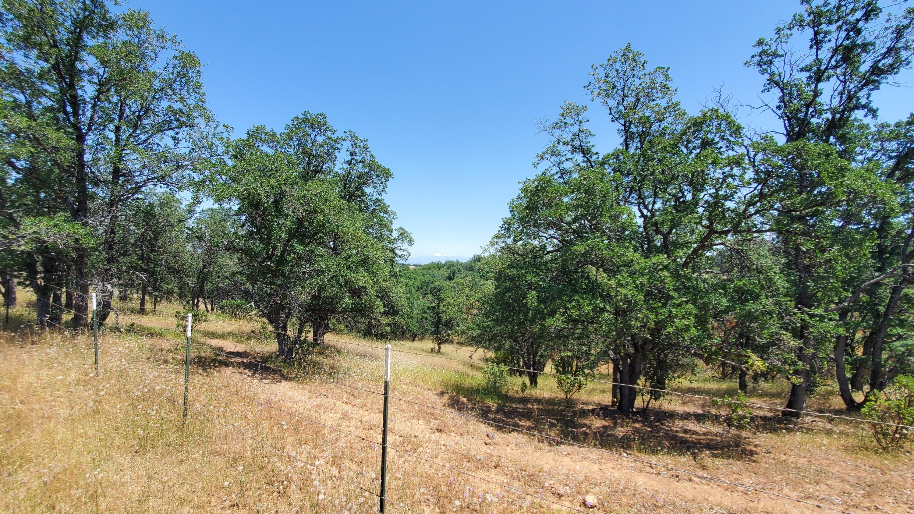 Garrison Road Cottonwood, CA 96022 - Photo 18 of 23 a view of a yard with trees