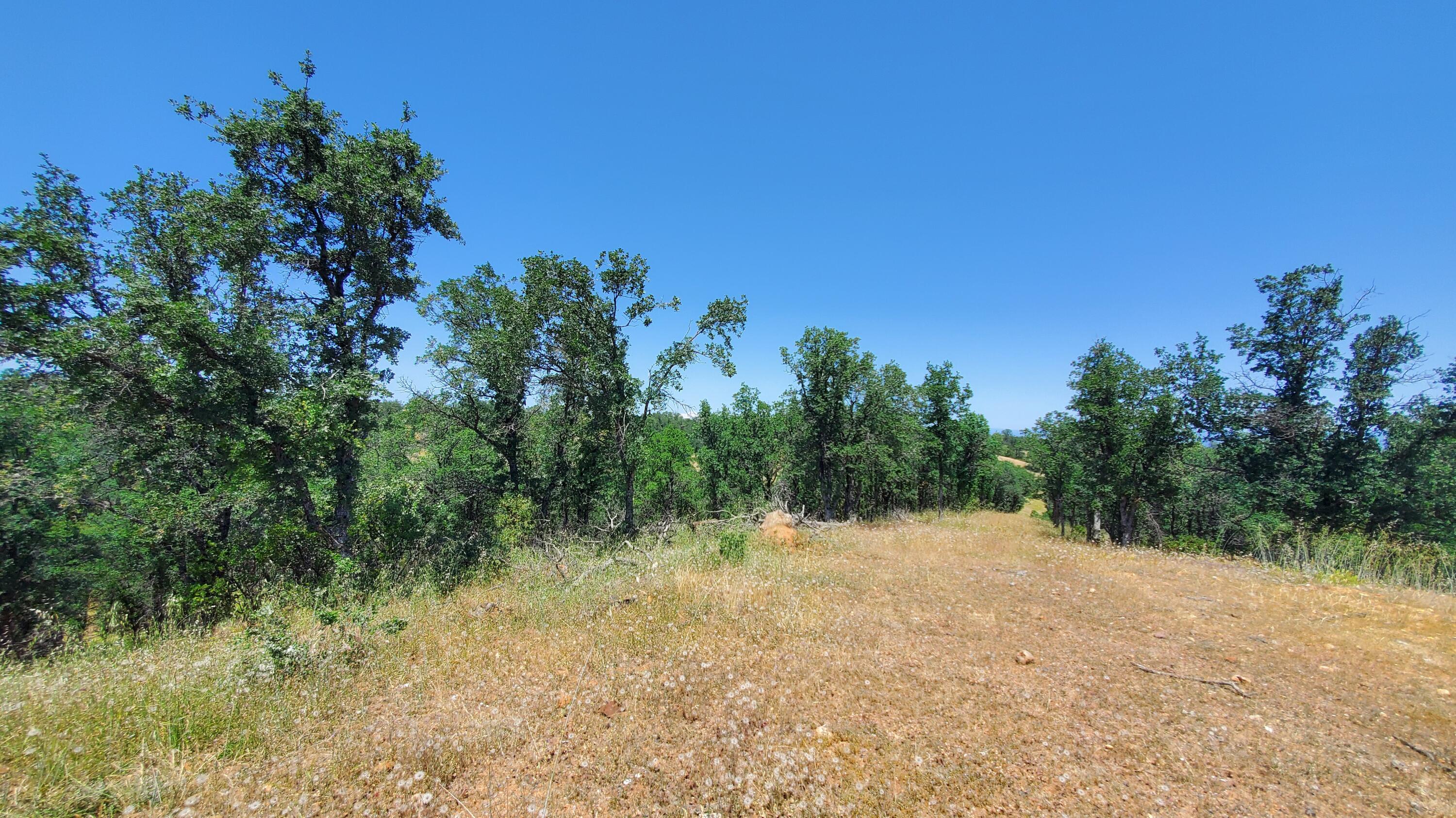Garrison Road Cottonwood, CA 96022 - Photo 21 of 23 a view of a forest with trees in the background