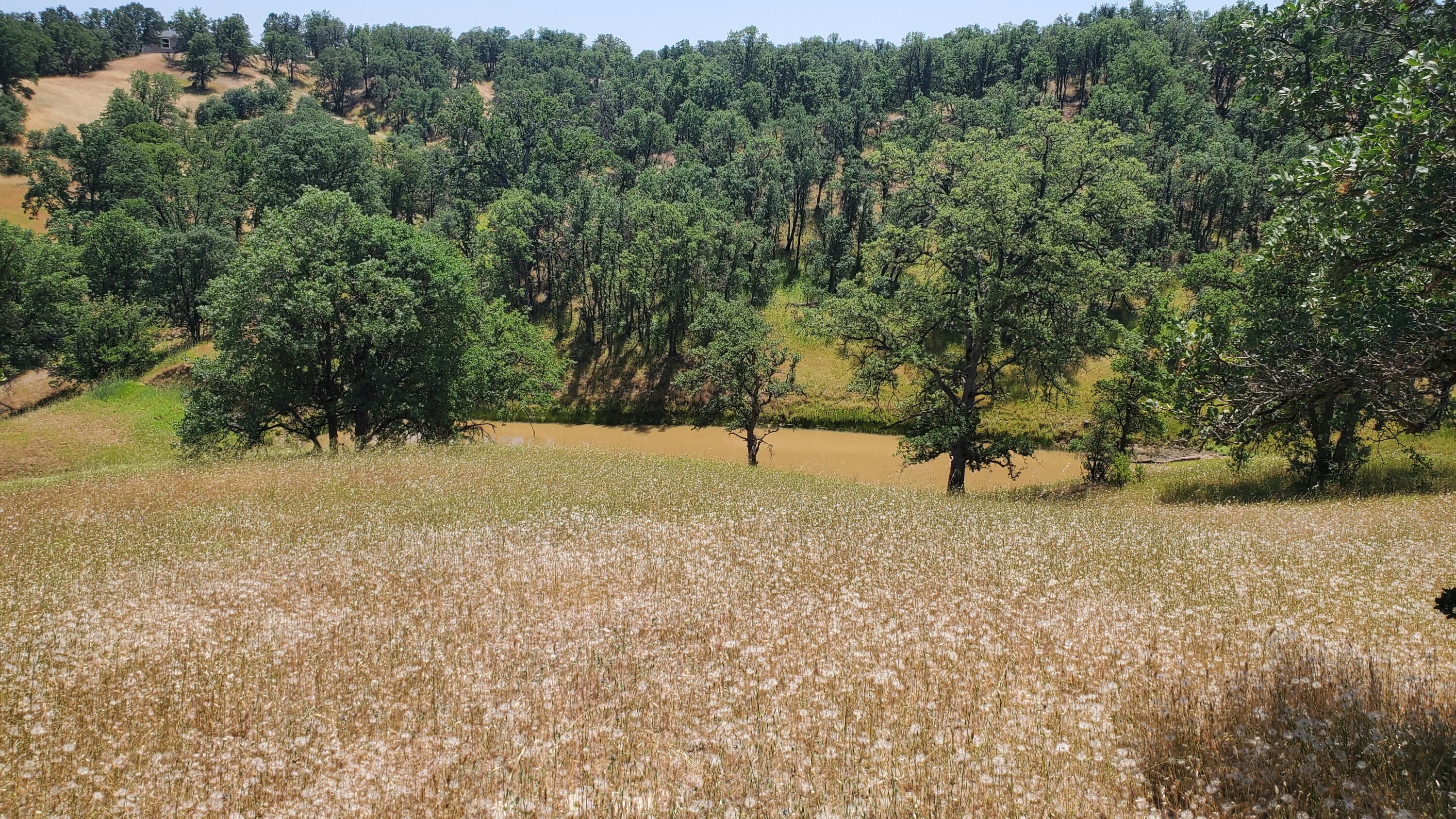 Garrison Road Cottonwood, CA 96022 - Photo 9 of 23 a view of a yard with a tree