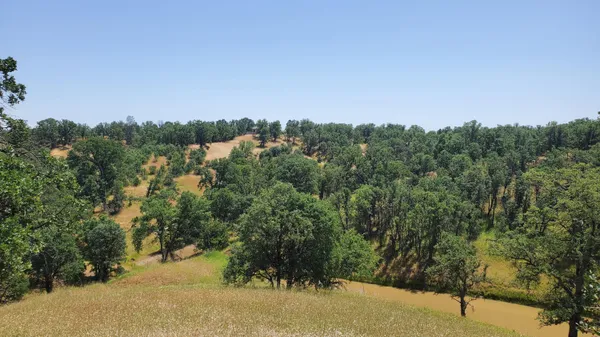 a view of a yard with a tree
