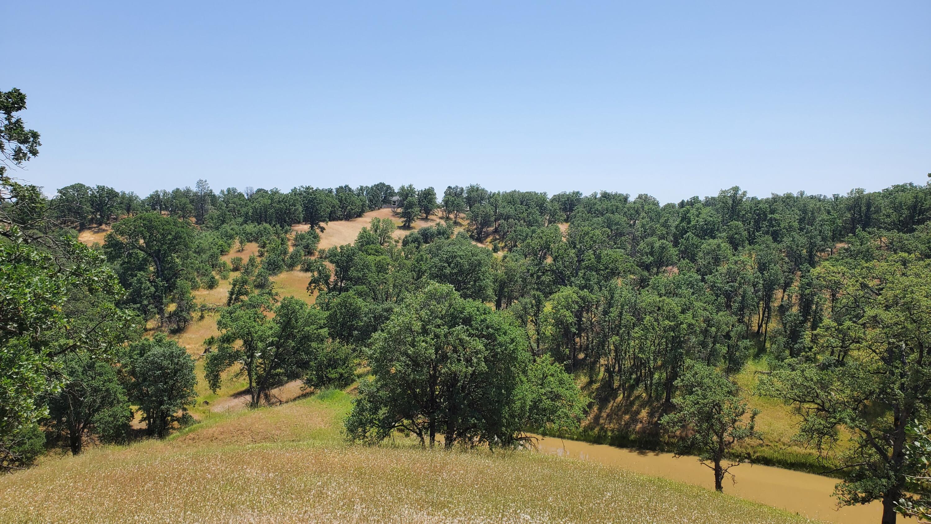 Garrison Road Cottonwood, CA 96022 - Photo 10 of 23 a view of a yard with a tree