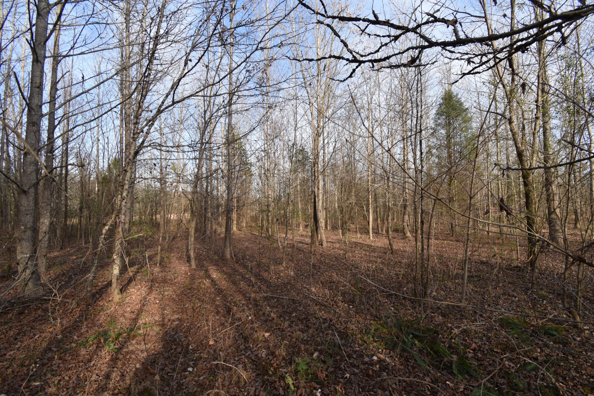 824 Buffalo Bottom Road Linden, TN 37096 - Photo 3 of 10 Gallery Image 3