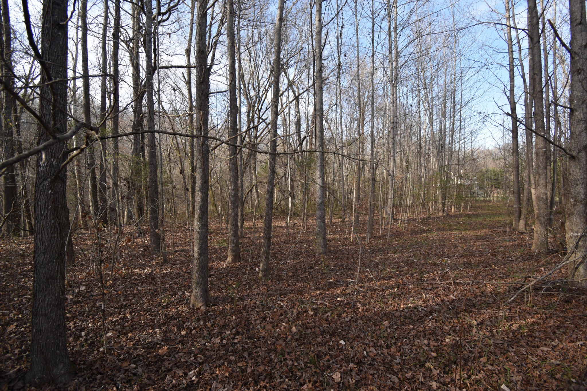 824 Buffalo Bottom Road Linden, TN 37096 - Photo 4 of 10 Gallery Image 4