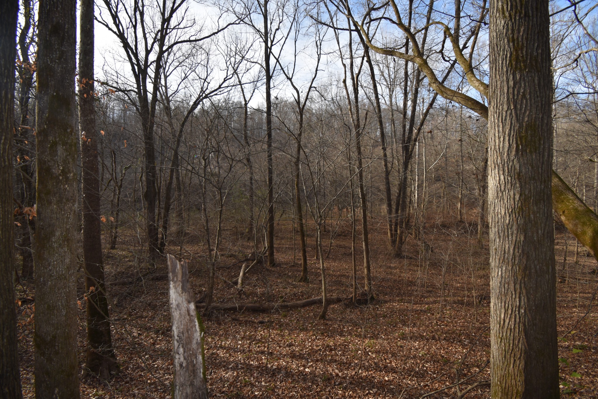 824 Buffalo Bottom Road Linden, TN 37096 - Photo 5 of 10 Gallery Image 5