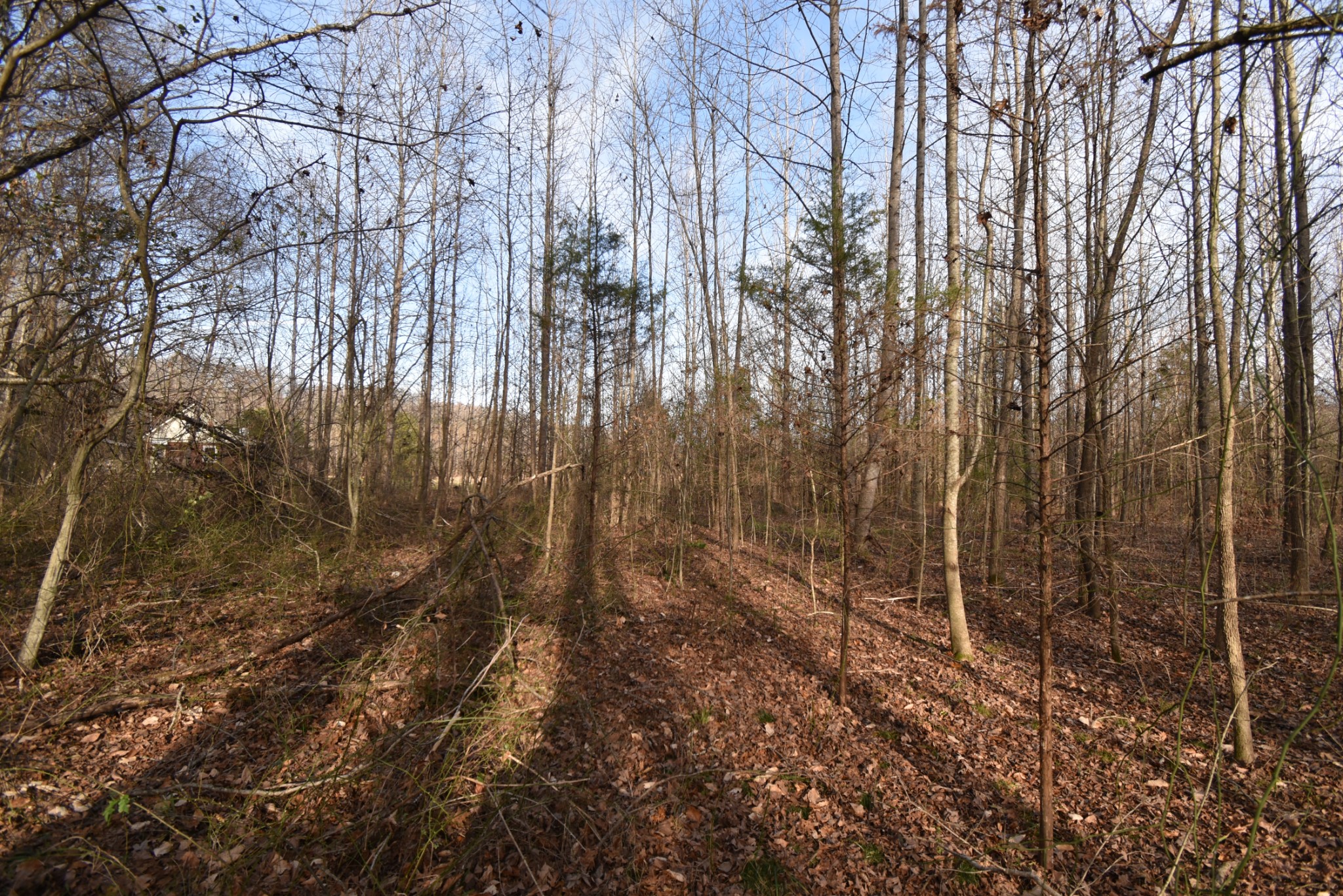 824 Buffalo Bottom Road Linden, TN 37096 - Photo 6 of 10 Gallery Image 6
