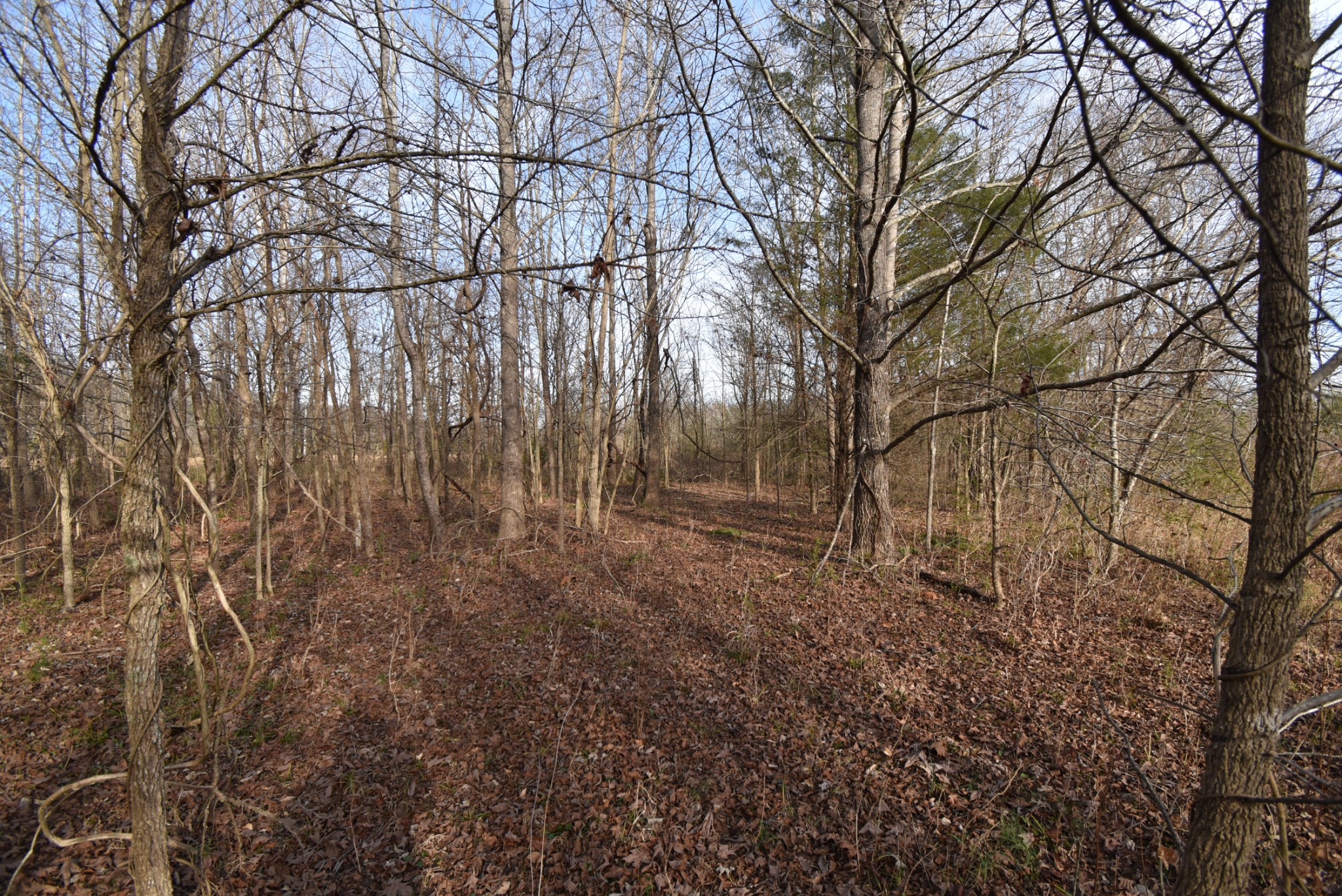 824 Buffalo Bottom Road Linden, TN 37096 - Photo 7 of 10 Gallery Image 7