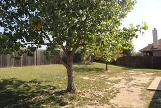 a view of a yard with a tree