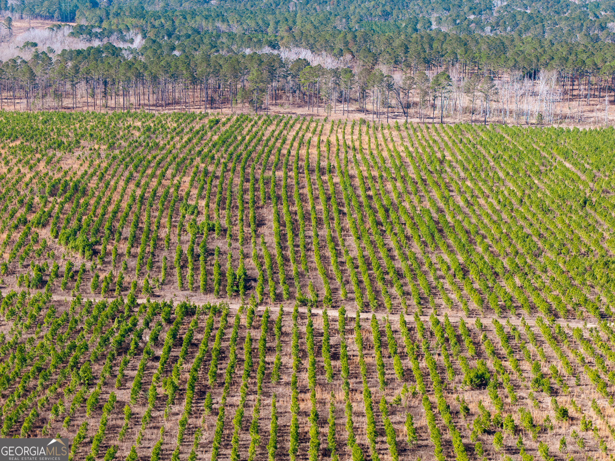 2527 Henry Moxley Road Cobbtown, GA 30420 - Photo 17 of 30 a picture of a garden