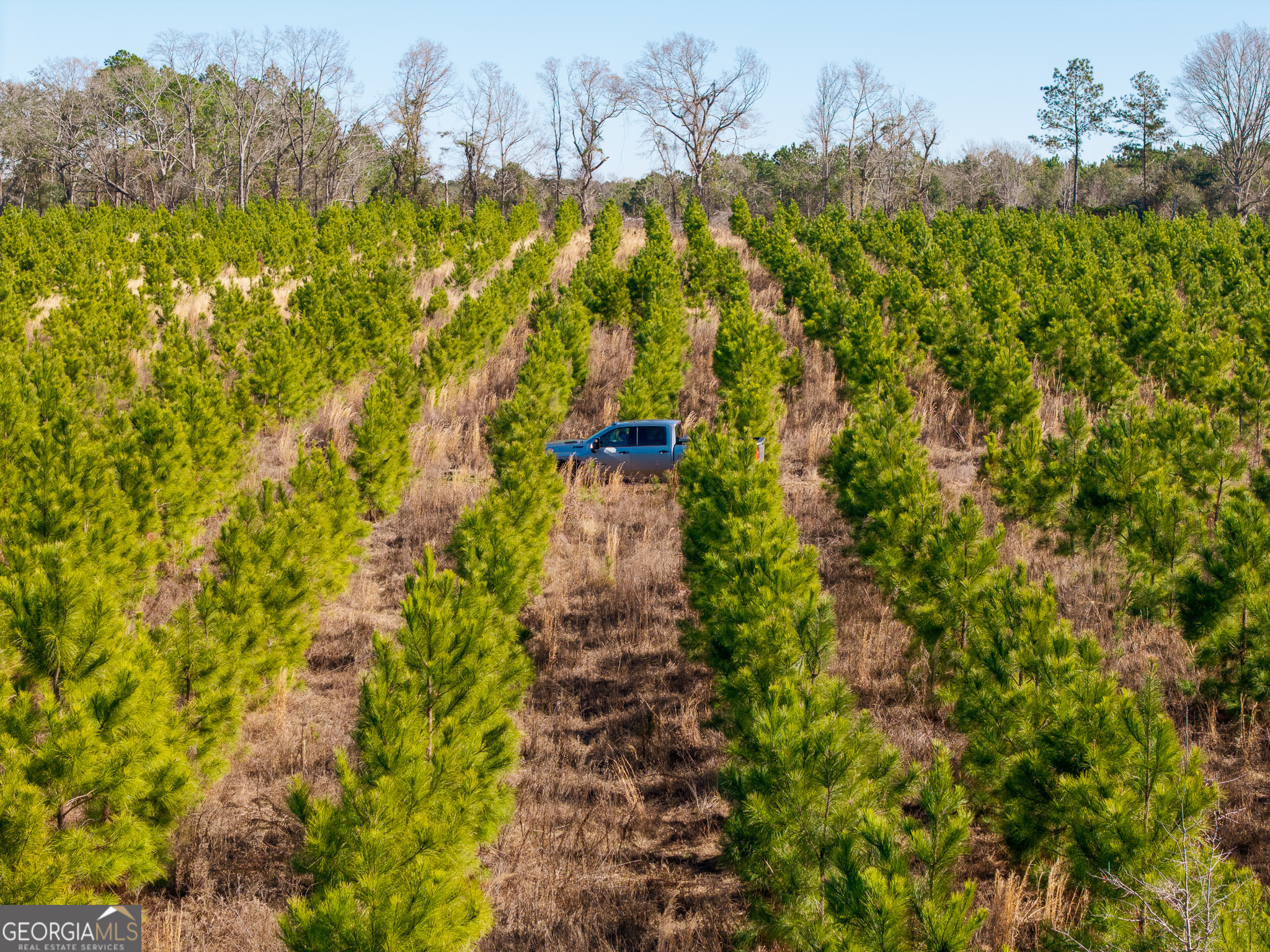 2527 Henry Moxley Road Cobbtown, GA 30420 - Photo 20 of 30 a view of a yard with plants and a wooden bench