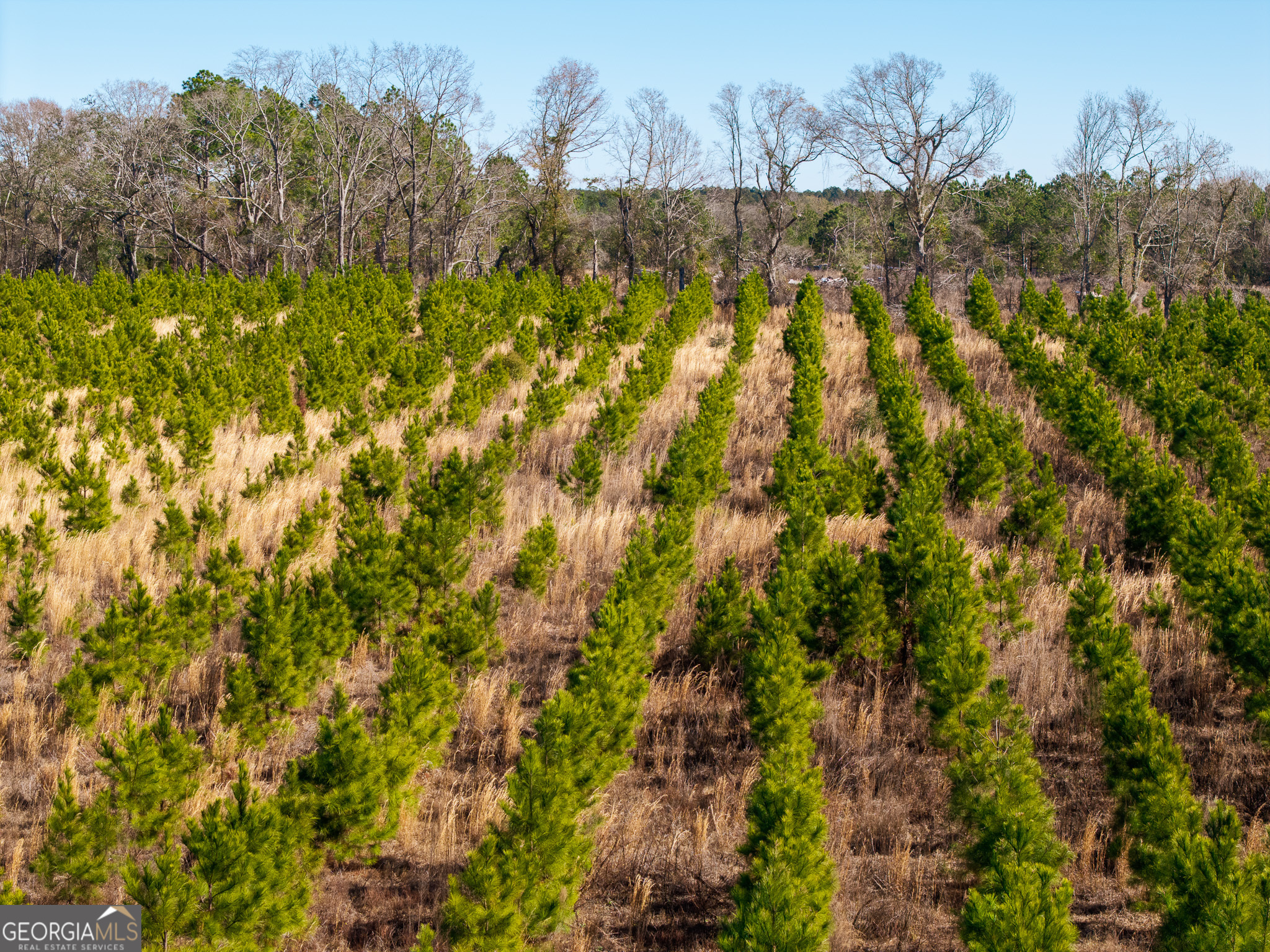 2527 Henry Moxley Road Cobbtown, GA 30420 - Photo 21 of 30 a view of a yard