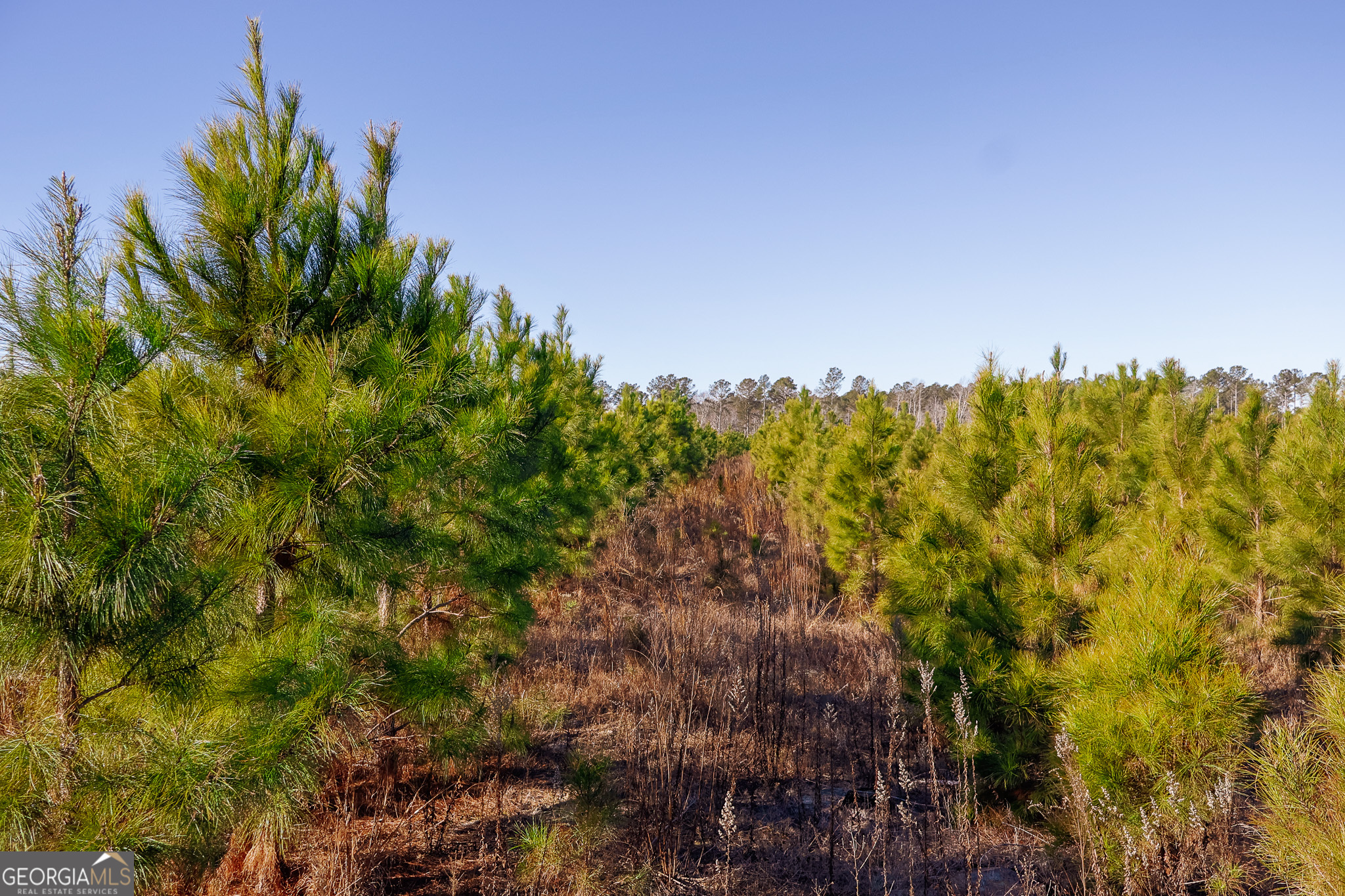 2527 Henry Moxley Road Cobbtown, GA 30420 - Photo 23 of 30 a view of a big yard with plants and trees