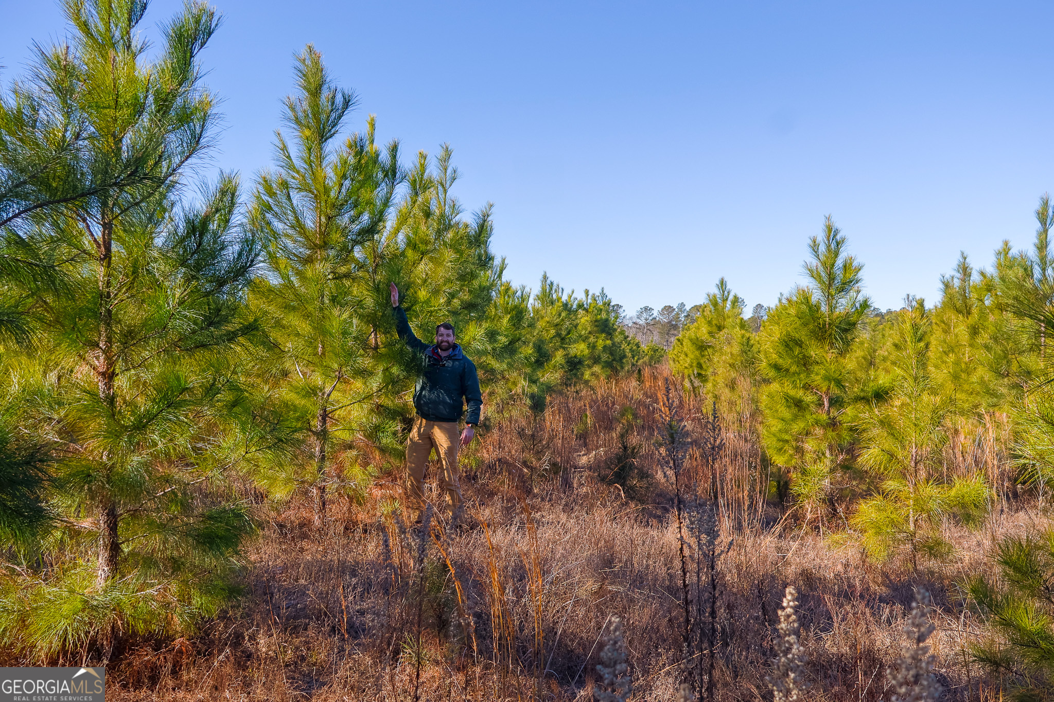 2527 Henry Moxley Road Cobbtown, GA 30420 - Photo 4 of 30 a view of a plant with a tree in a background