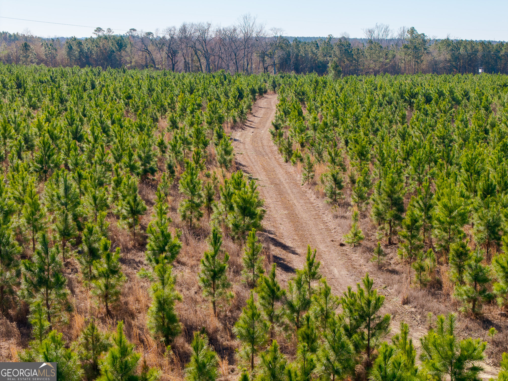 2527 Henry Moxley Road Cobbtown, GA 30420 - Photo 6 of 30 a view of a back yard with an outdoor space