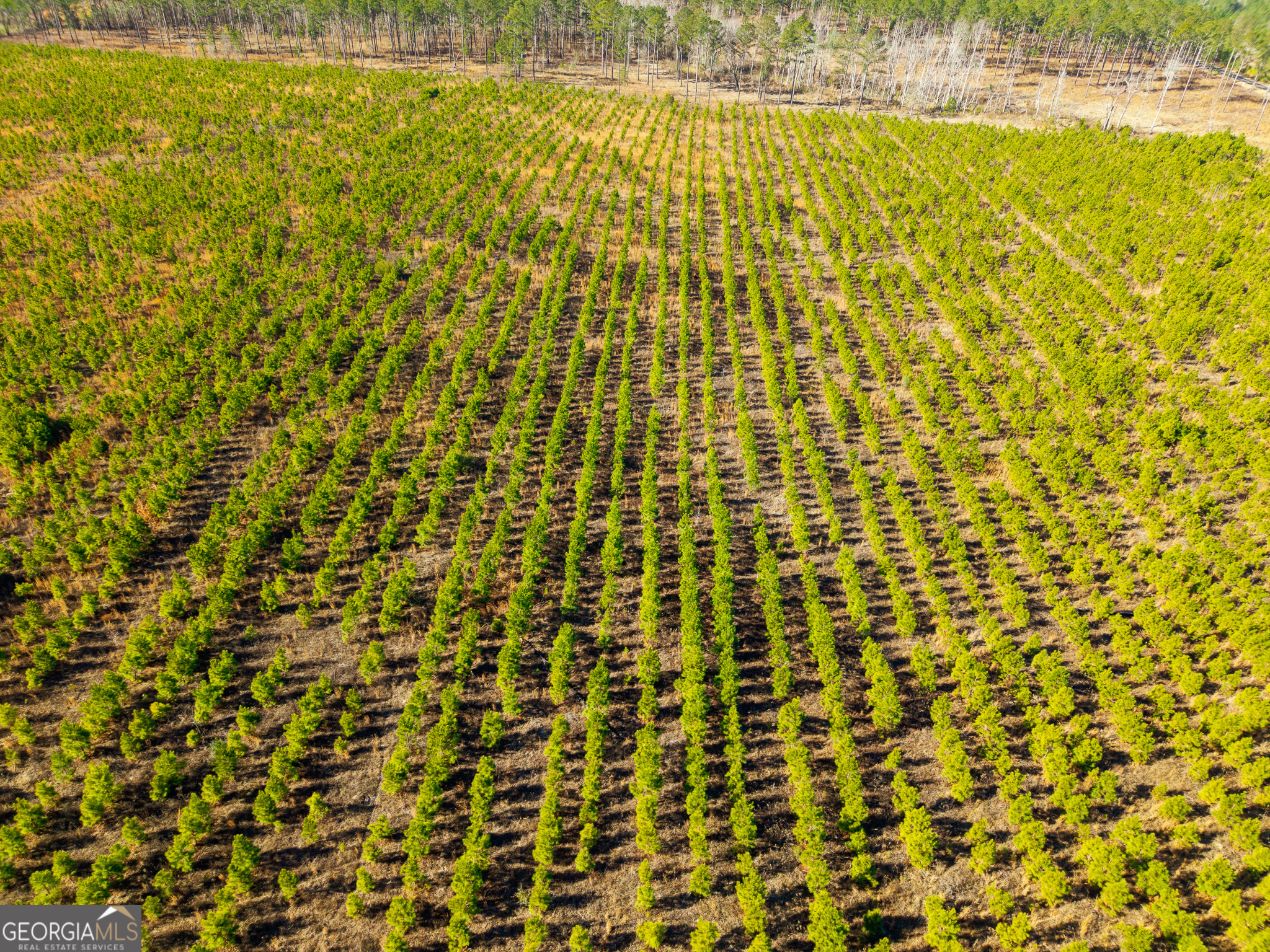 2527 Henry Moxley Road Cobbtown, GA 30420 - Photo 9 of 30 a bathroom with a shower