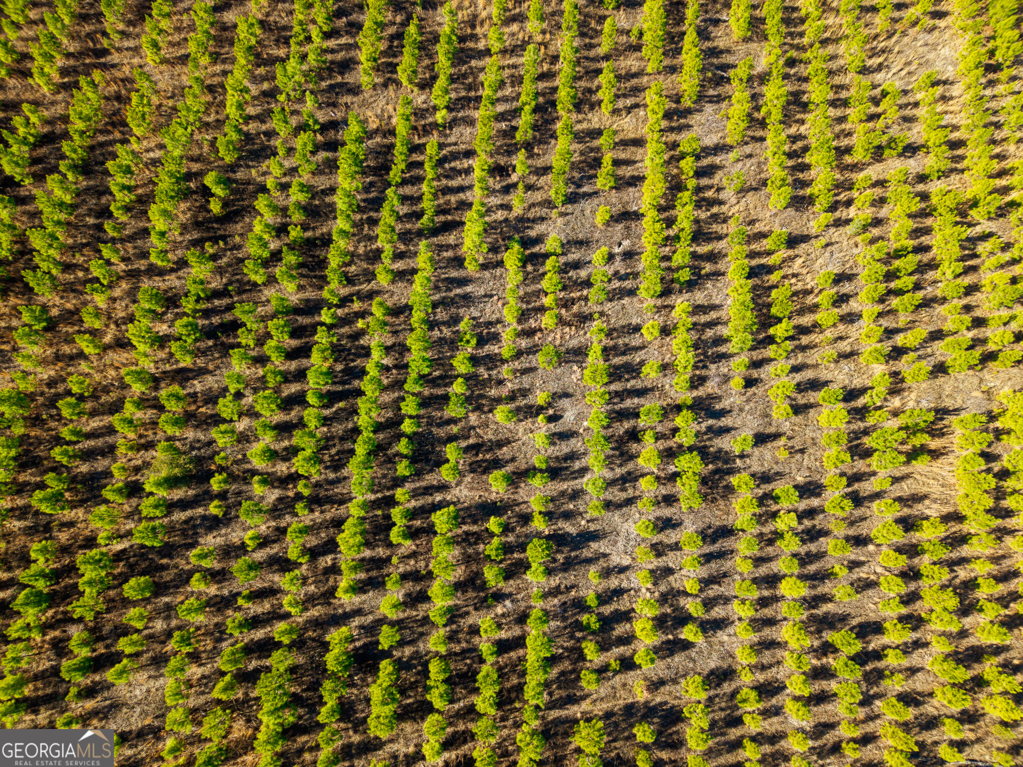 2527 Henry Moxley Road Cobbtown, GA 30420 - Photo 10 of 30 a bathroom with a shower curtain