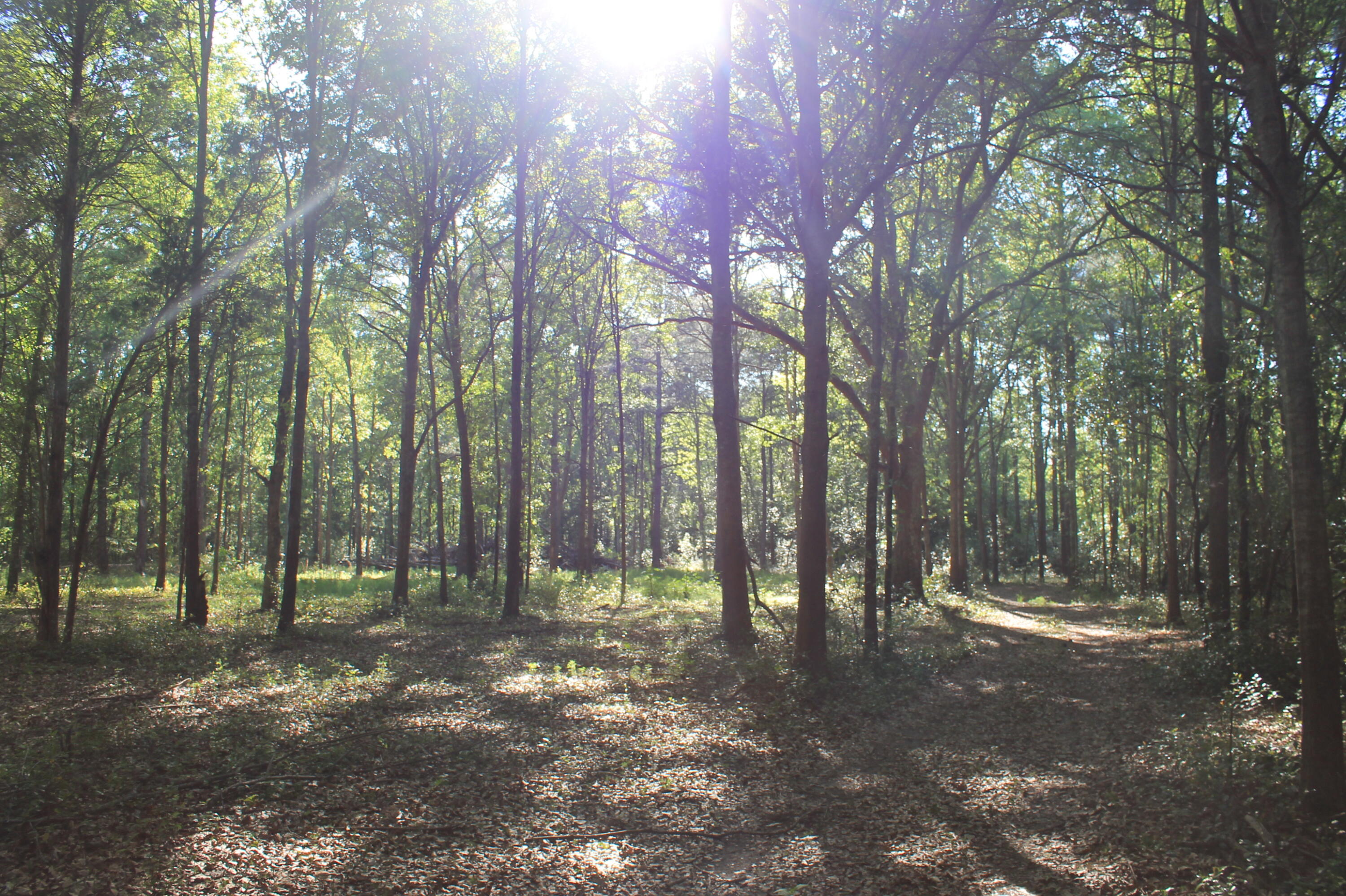 1214 Toolebeck Road Aiken, SC 29803 - Photo 7 of 17