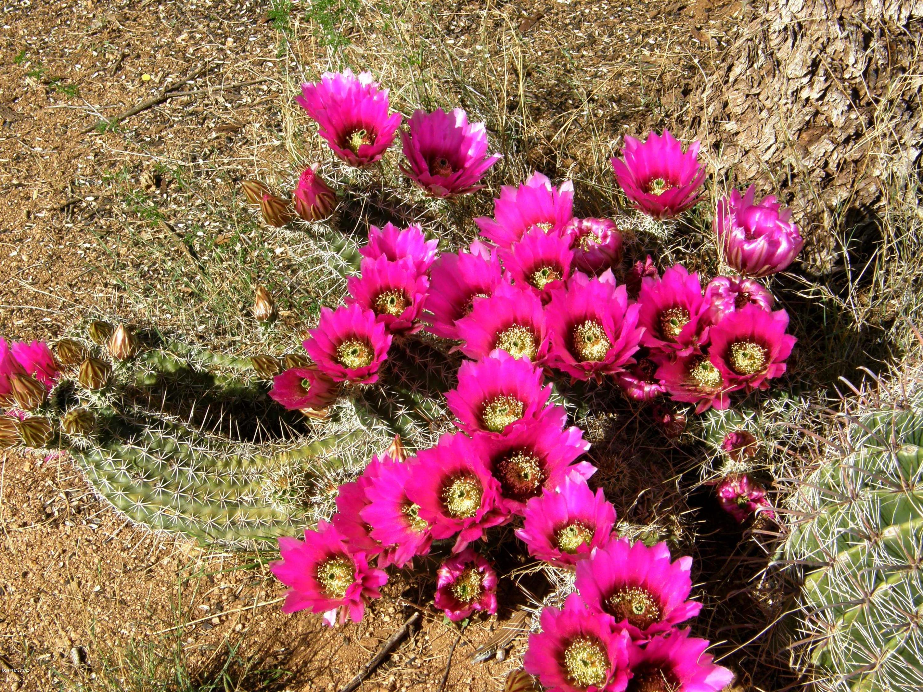 90 South Kino Road, Unit 90 St. David, AZ 85630 - Photo 15 of 16