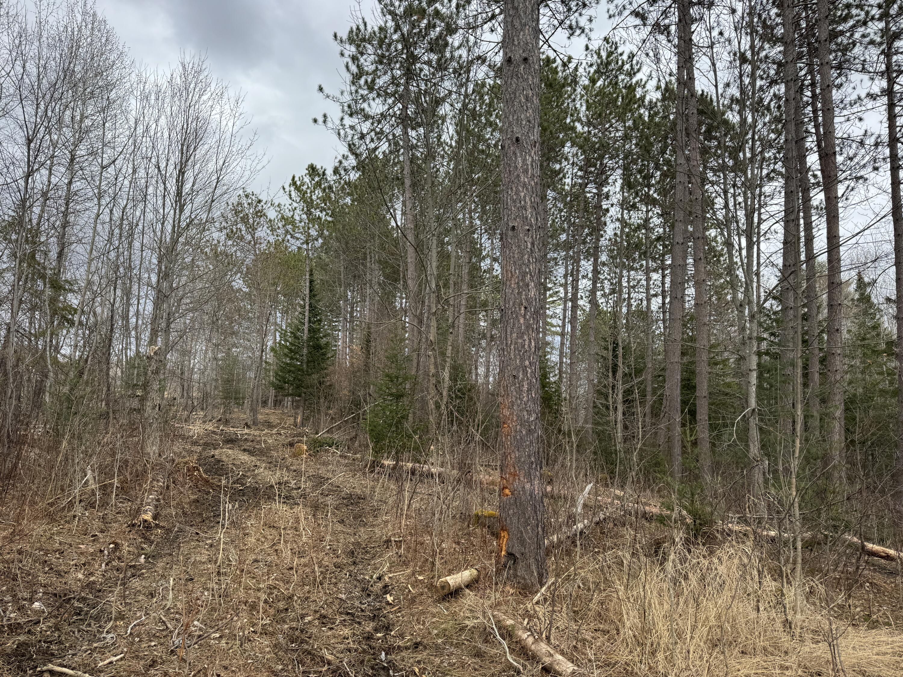 0 Mantor School House Road Parkman, ME 04443 - Photo 11 of 15 IMG_0184