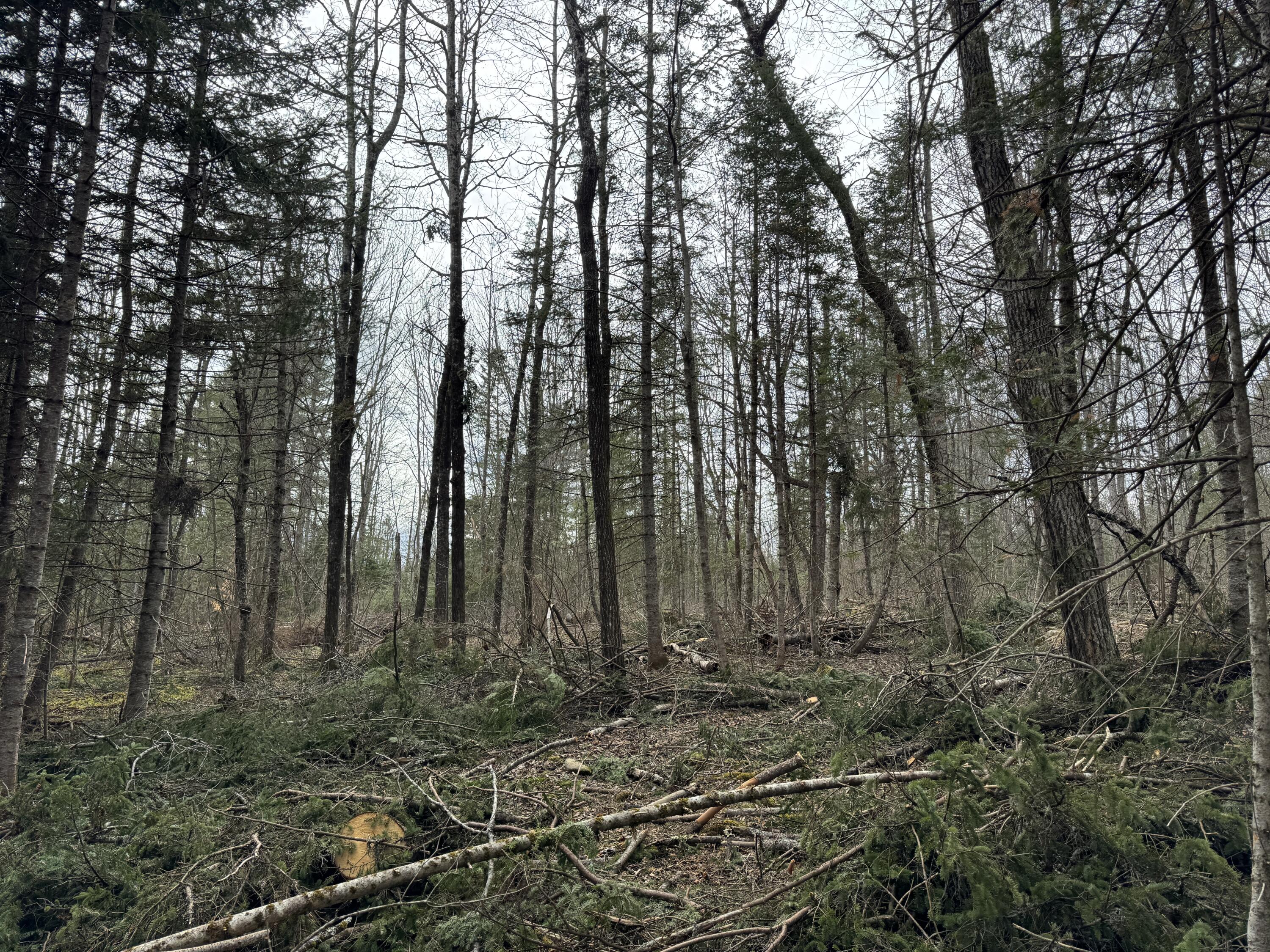 0 Mantor School House Road Parkman, ME 04443 - Photo 12 of 15 IMG_0185