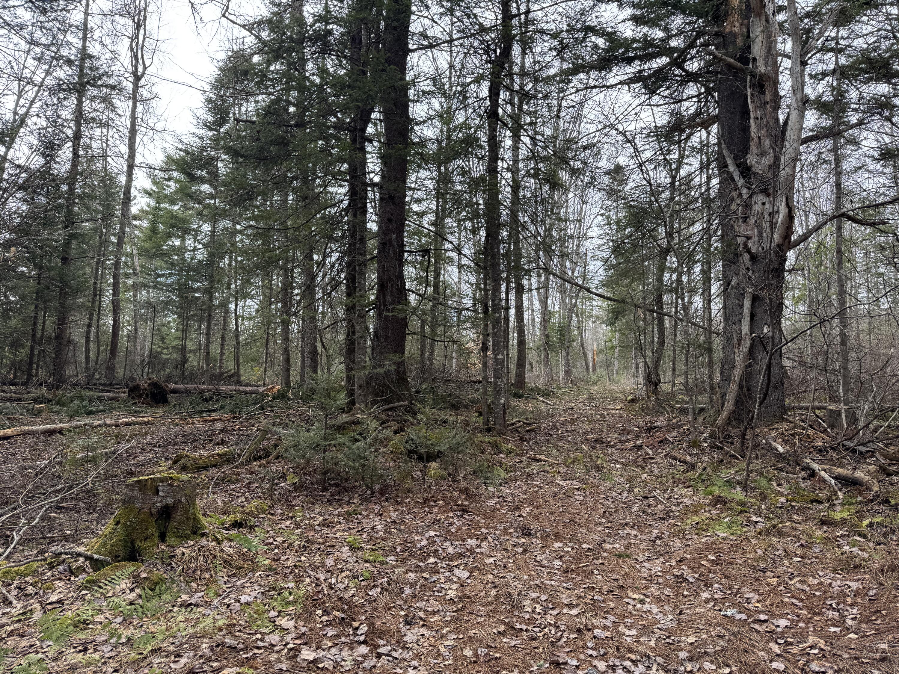 0 Mantor School House Road Parkman, ME 04443 - Photo 13 of 15 IMG_0186