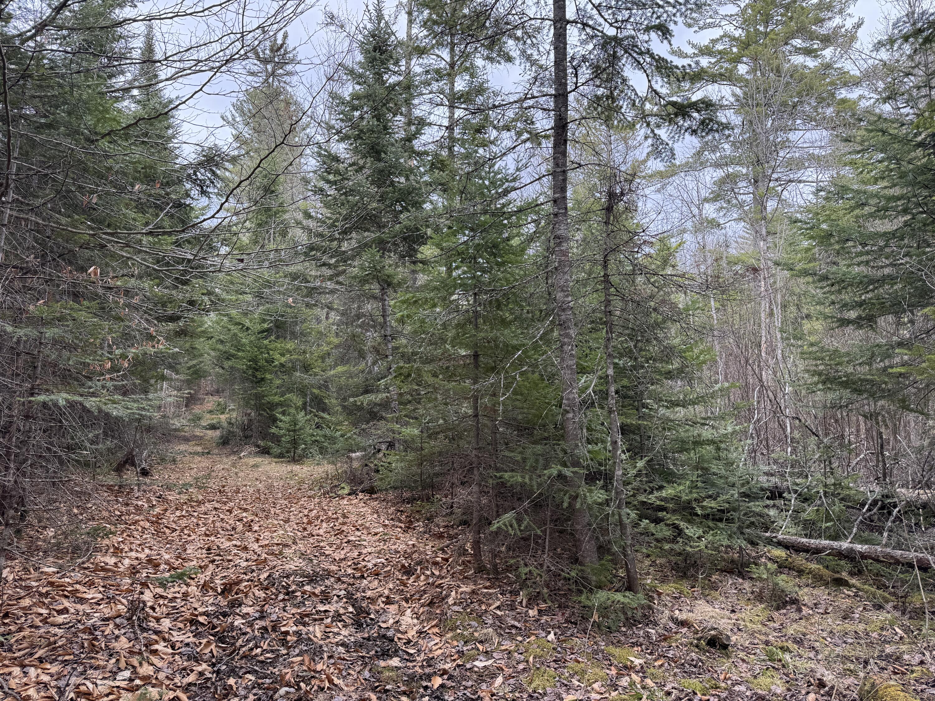 0 Mantor School House Road Parkman, ME 04443 - Photo 14 of 15 IMG_0187