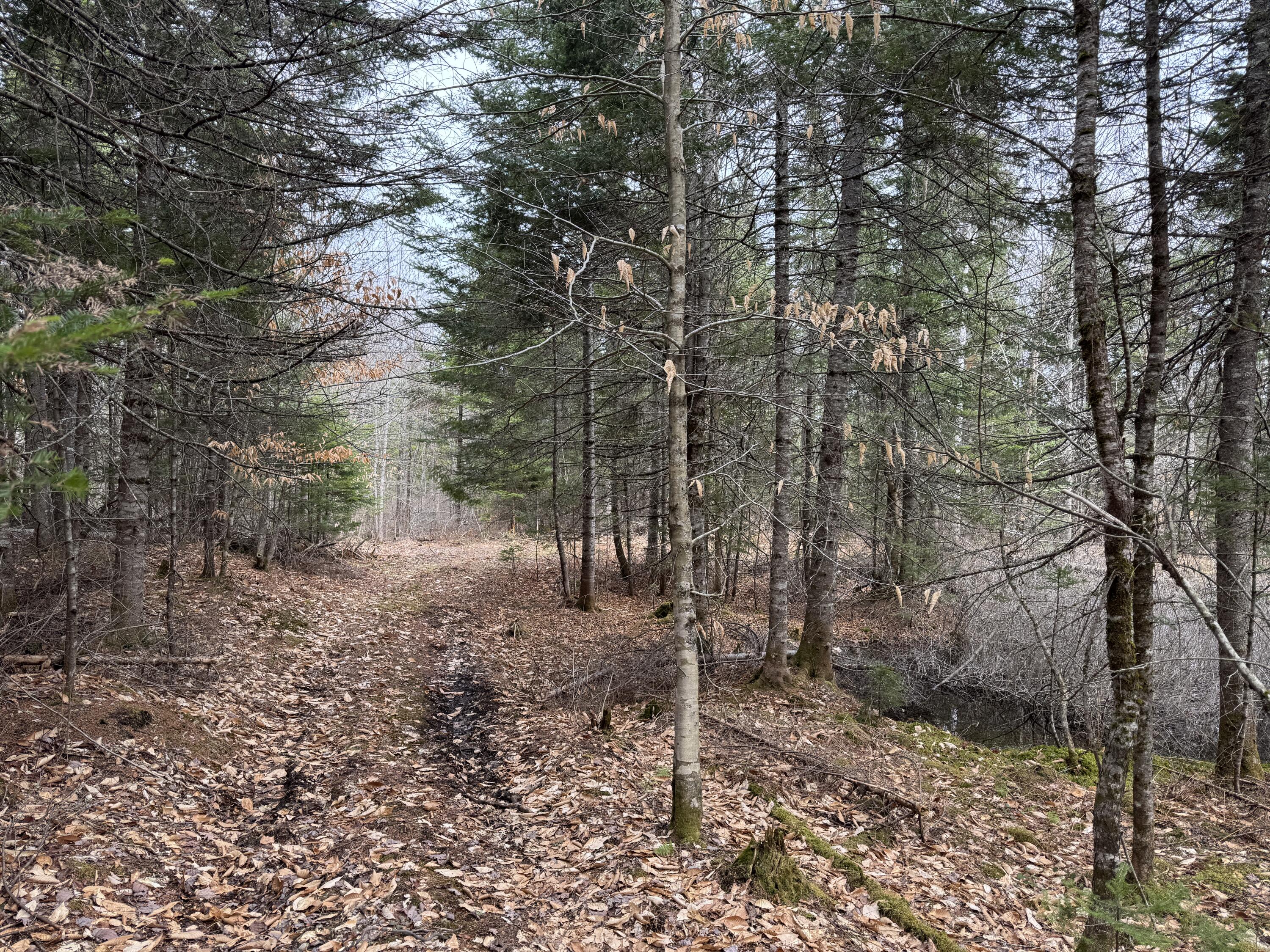 0 Mantor School House Road Parkman, ME 04443 - Photo 2 of 15 IMG_0190