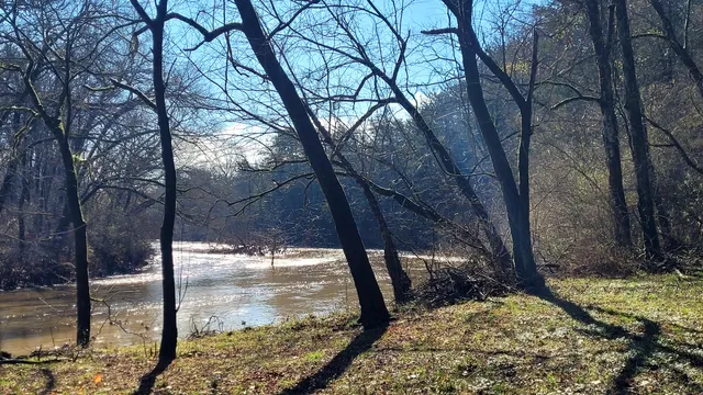 a view of a yard with large tree