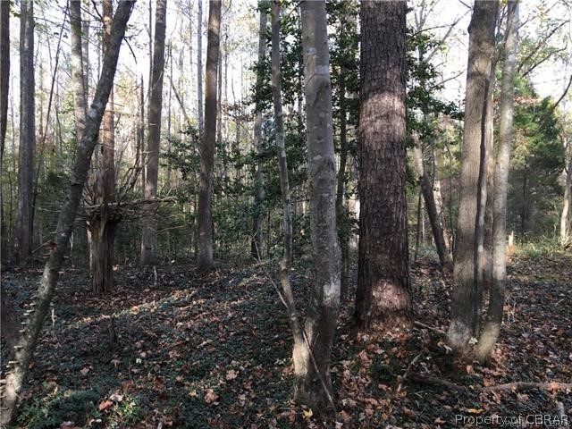 Gentle slope towards the rear along the Creek - Town Bridge Swamp