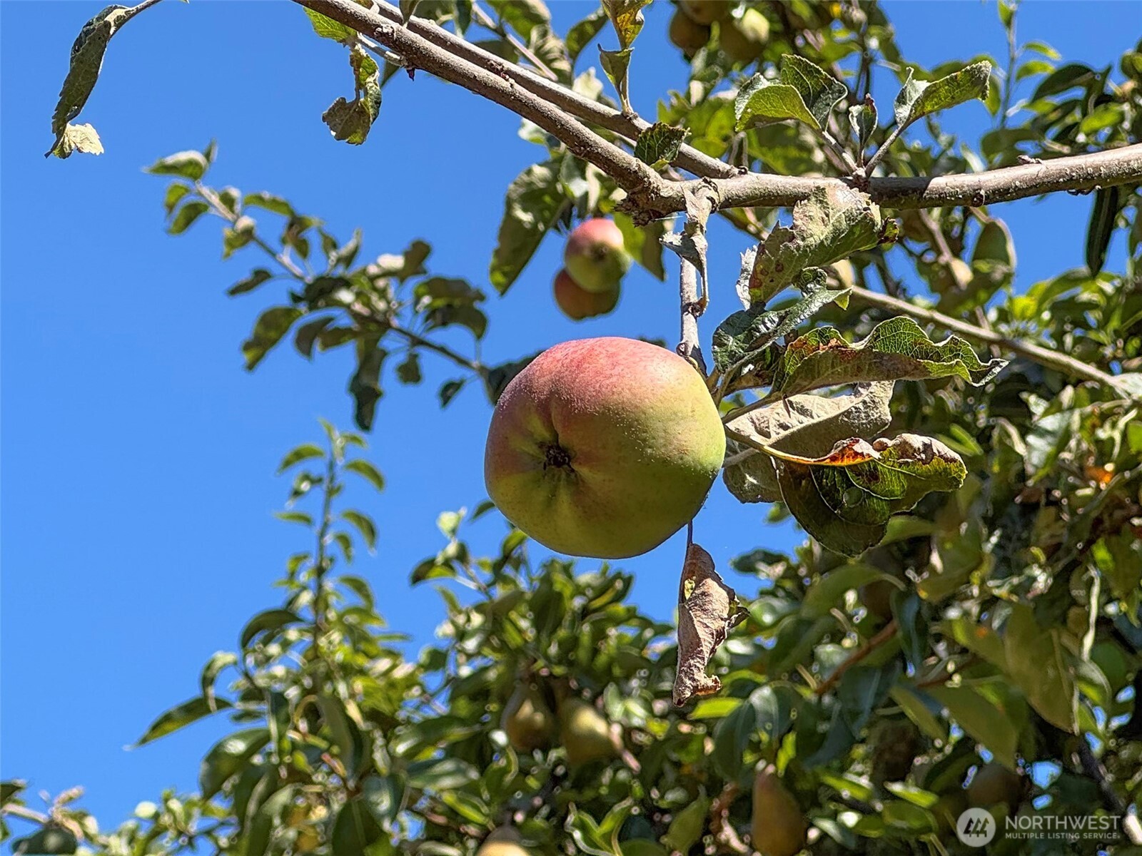 999 Bay View Street Sequim, WA 98382 - Photo 8 of 26 a picture of plants