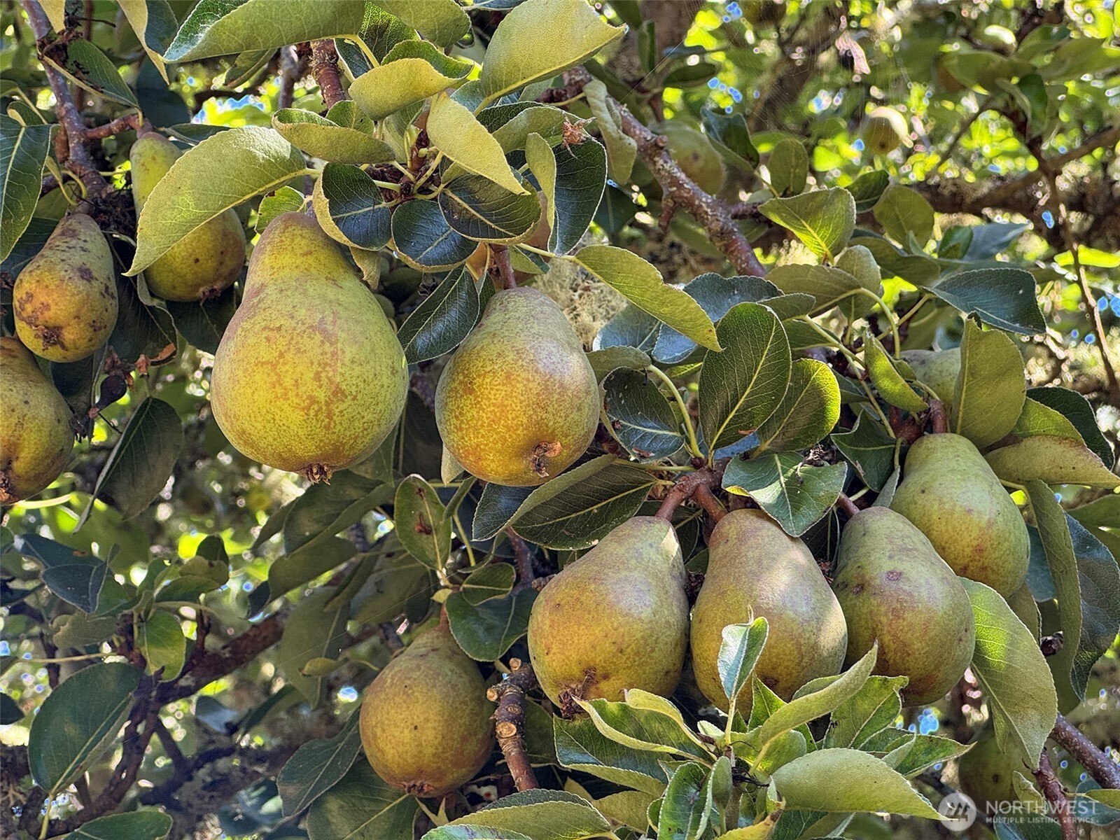 999 Bay View Street Sequim, WA 98382 - Photo 9 of 26