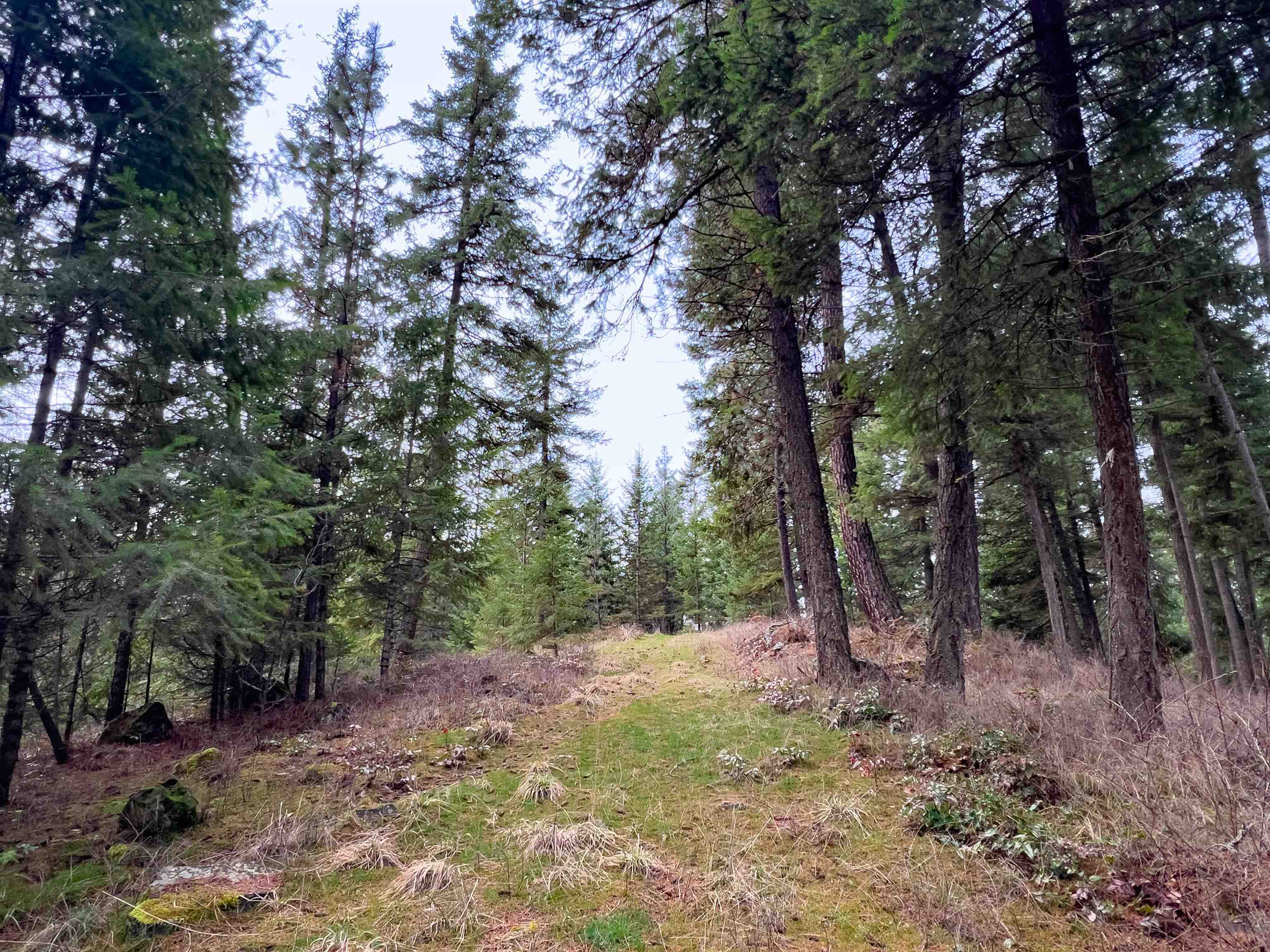 4591 Jepsen Road Valley, WA 99181 - Photo 14 of 15