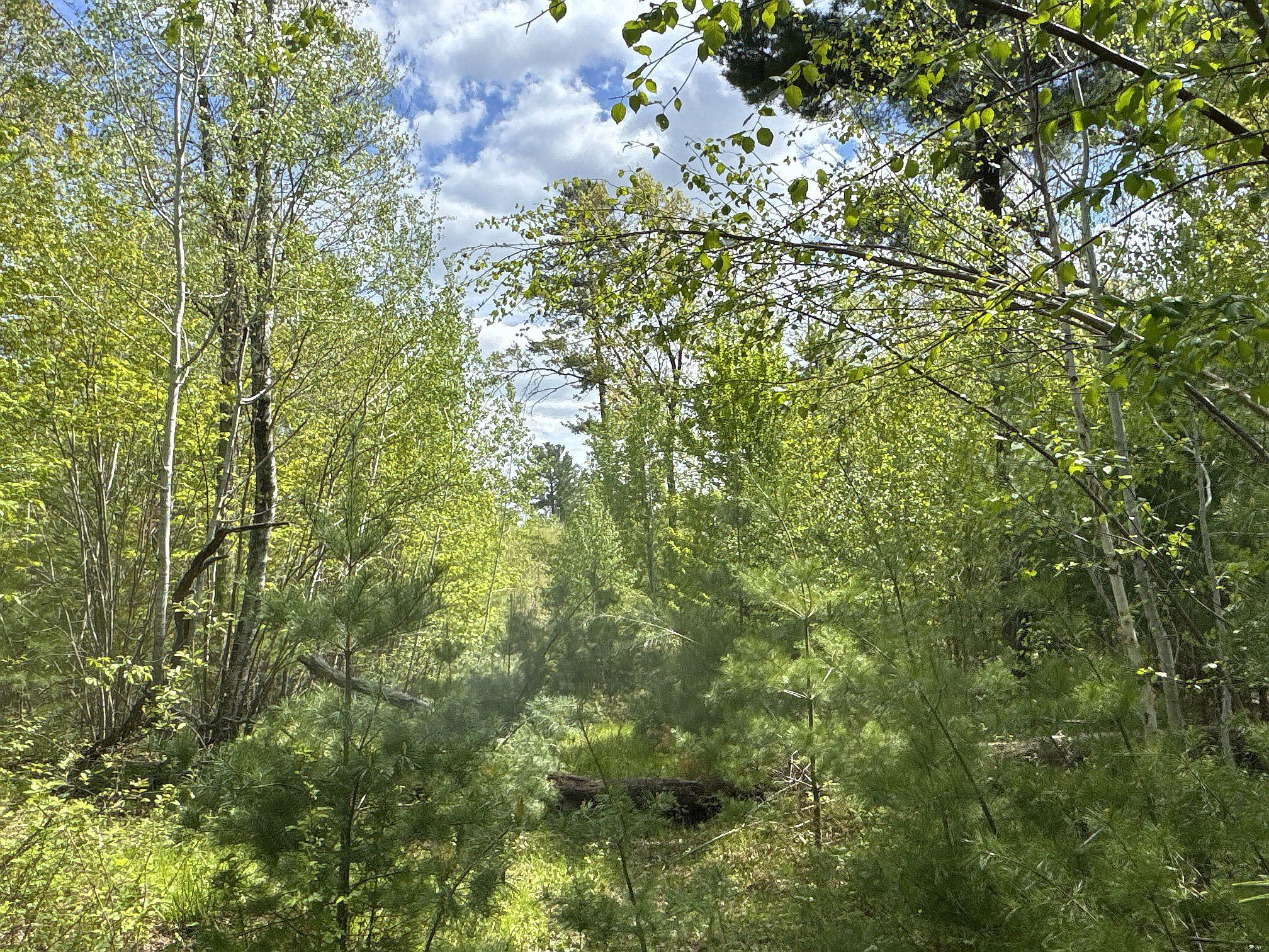 25275 Bruss Road Webster, WI 54893 - Photo 12 of 36