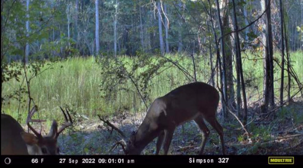 1 Anse Reed Road Magee, MS 39111 - Photo 3 of 8 Photo 3