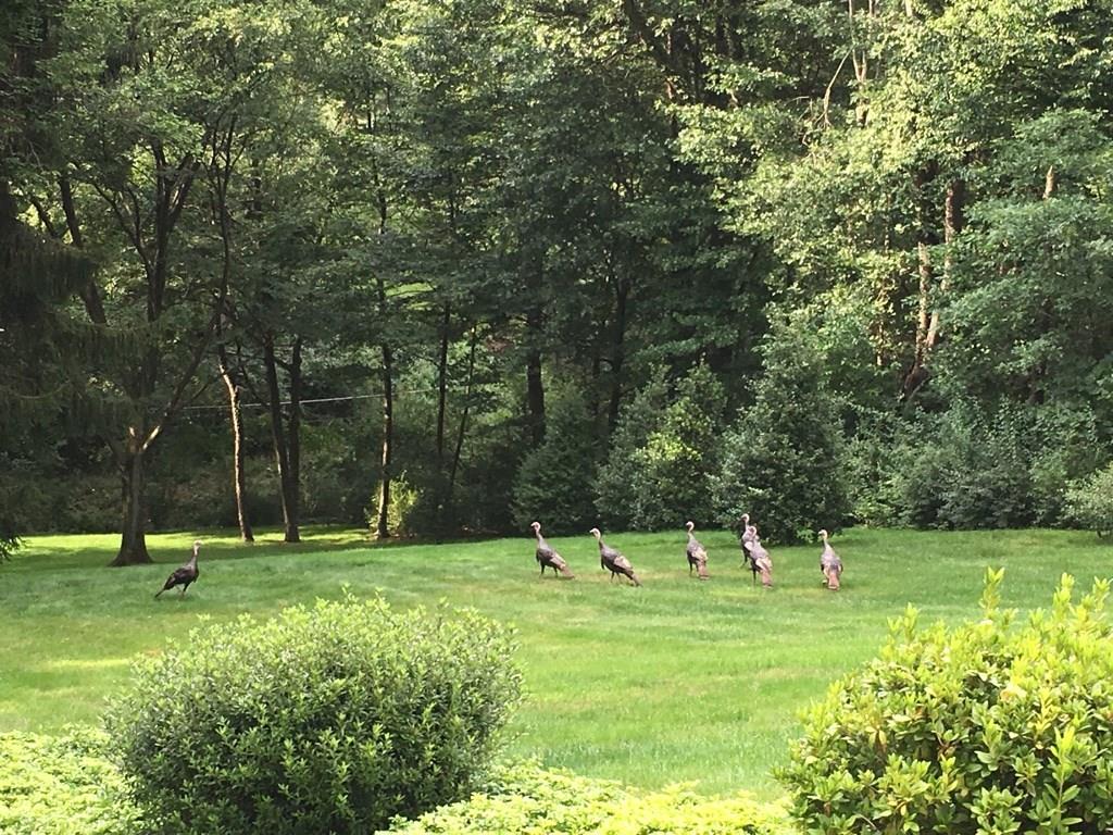 2676 Sunset Lane Allison Park, PA 15101 - Photo 25 of 25 Relax and take in the beauty!