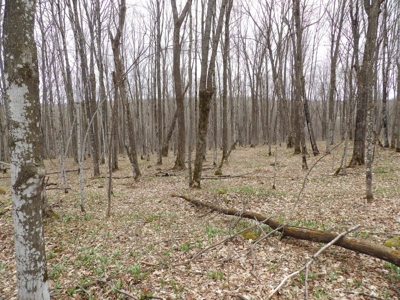 On Tower Road Winter, WI 54896 - Photo 3 of 21 Gallery Image 3